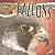 Falcons (Raptors) (Raptors (Rourke Library))