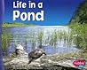 Life in a Pond