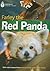 Farley The Red Panda