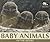 Baby Animals of the Desert (Nature's Baby Animals)