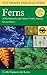 Ferns of Northeastern and C...