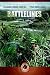 Battlelines