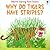 Why Do Tigers Have Stripes?
