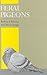 Feral Pigeons
