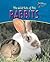 The Wild Side of Pet Rabbits (Perspectives)