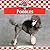 Poodles (Dogs)