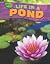 Life in a Pond