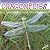 Dragonflies (Insects Discovery Library)