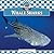 Whale Sharks