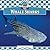 Whale Sharks