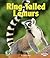 Ring-tailed Lemurs (Early Bird Nature Books)