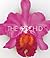 The Orchid: From the Archives of the Royal Horticultural Society