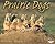 Prairie Dogs (Animal Prey)