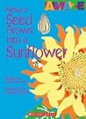 How a Seed Grows Into a Sunflower