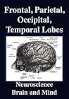 Frontal Lobes, Parietal Lobes, Occipital Lobes, Temporal Lobes. Neuroscience. Brain and Mind