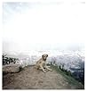 Dog Days Bogota
