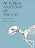 Pictorial Anatomy of the Cat