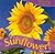 Its a Sunflower! (Everyday Wonders)