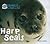 Harp Seals: Animals of the ...
