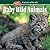 Baby Wild Animals (Kids Own...