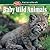Baby Wild Animals (Kids Own Naturebook)