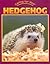 Caring For Your Hedgehog (Caring for Your Pet)