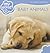 Baby Animals (My World)
