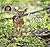 Lost In The Woods by Carl R. Sams II Lost In The Woods by Carl R. Sams II