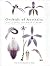 Orchids of Australia (Princeton Field Guides)