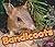 Bandicoots