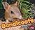 Bandicoots