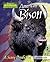 American Bison: A Scary Prediction (America's Animal Comebacks)