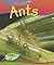 Ants (Creepy Creatures)