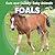 Foals