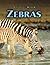 Zebras (Nature Watch)