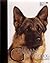 German Shepherd Dog (Best of Breed)