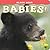 Black Bear Babies! (Babies! (Farcountry Press))