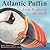 Atlantic Puffin by Kristin Domm