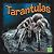 Tarantulas (Spiders)