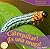 It's a Caterpillar! / ¡Es una oruga! (Everyday Wonders / Maravillas De Todos Los Días)