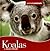 Koalas (Animals Animals)