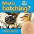 What Is Hatching? (My World - Grl E)