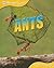 Ants (Animal Lives)