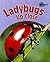 Ladybugs Up Close