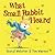 What Small Rabbit Heard