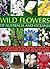 Wild Flowers of Australia a...