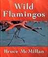 Wild Flamingos Wild Flamingos