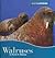Walruses (Animals Animals)