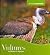 Vultures (Animals Animals)