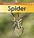 Life Cycle of a - Spider